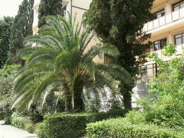 Санаторий Золотой колос в Сочи