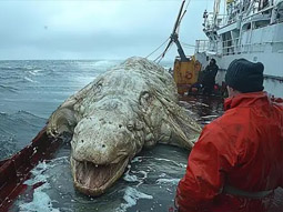 Морские чудовища