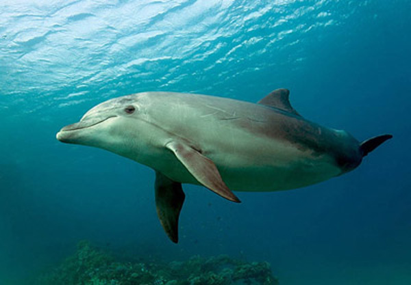 Дельфины