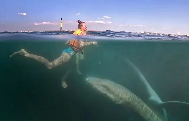 Чудовища Черного моря