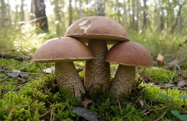 Подберёзовик на Кубани Подберёзовик на Кубани