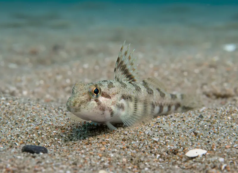 Морская мышь Морская мышь