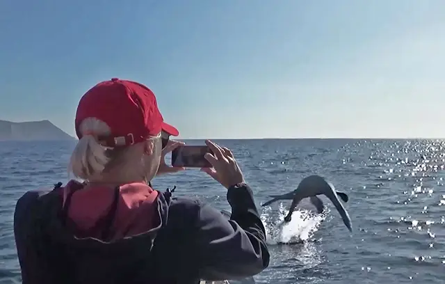 Морской змей похож на плезиозавра