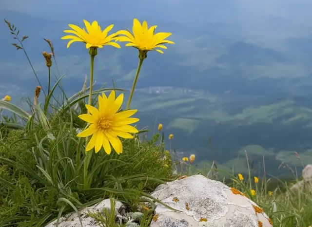 Растения гор и предогрий Кубани Растения гор и предогрий Кубани