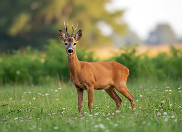 Косуля европейская