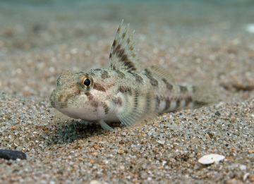 Морская мышь - Пескарка